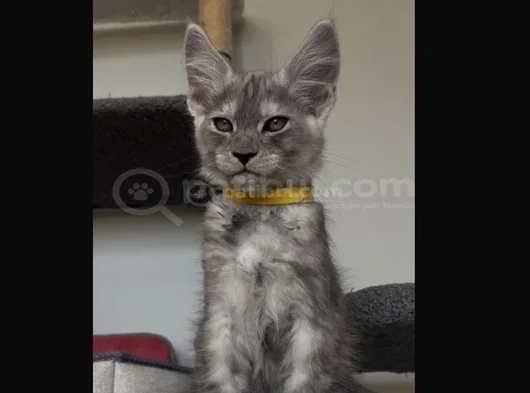 Şampiyon Soy Şecereli Safkan görsel