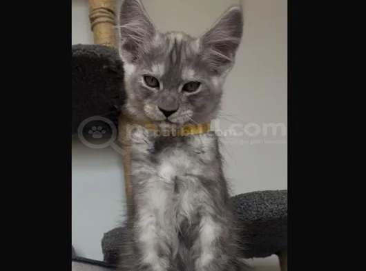 Şampiyon Soy Şecereli Safkan görsel