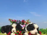 Can Dostu Bernese Mountai̇n Dog