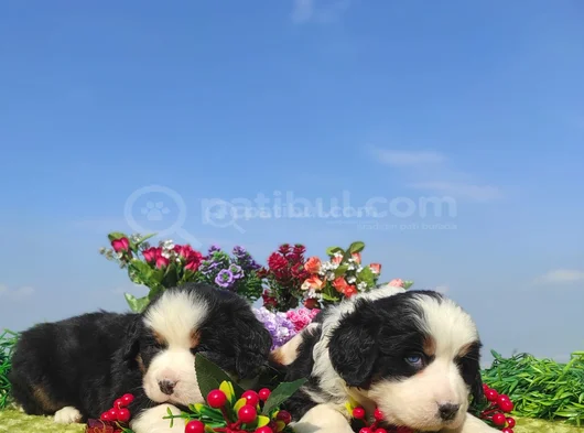 Can Dostu Bernese Mountai̇n Dog görsel