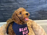 Aşılı Kıvırcık Tüy Yumağı Toy Poodle Yavrularım