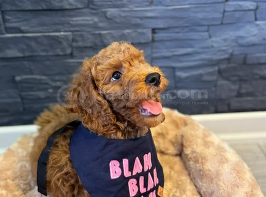 Aşılı Kıvırcık Tüy Yumağı Toy Poodle Yavrularım görsel