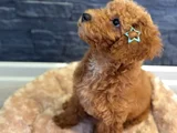 Aşılı Kıvırcık Tüy Yumağı Toy Poodle Yavrularım