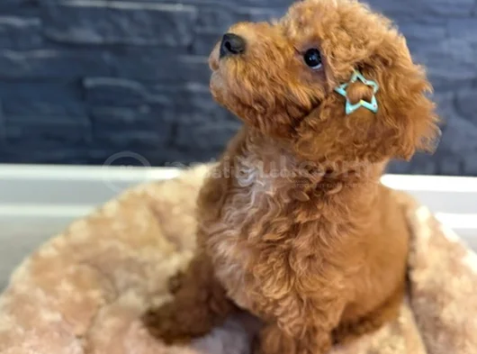 Aşılı Kıvırcık Tüy Yumağı Toy Poodle Yavrularım görsel