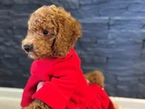 Aşılı Kıvırcık Tüy Yumağı Toy Poodle Yavrularım