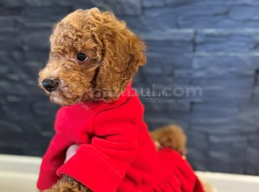 Aşılı Kıvırcık Tüy Yumağı Toy Poodle Yavrularım görsel