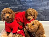 Aşılı kıvırcık tüy yumağı toy poodle yavrularım