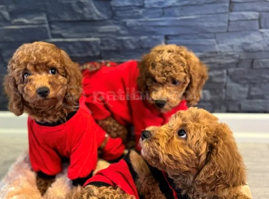 Aşılı Kıvırcık Tüy Yumağı Toy Poodle Yavrularım
