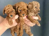 gerçek red brown mini  toy poodle yavrular