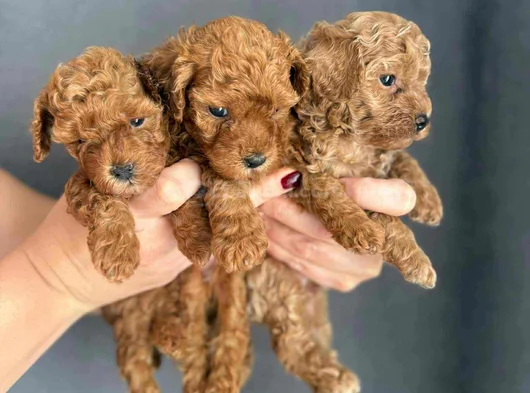 Gerçek Red Brown Mini  Toy Poodle Yavrular