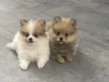 Ayı Surat Pomerani̇an Booo