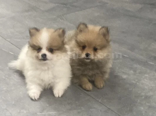 Ayı Surat Pomerani̇an Booo görsel