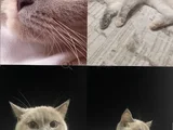 British Shorthair Blue Point