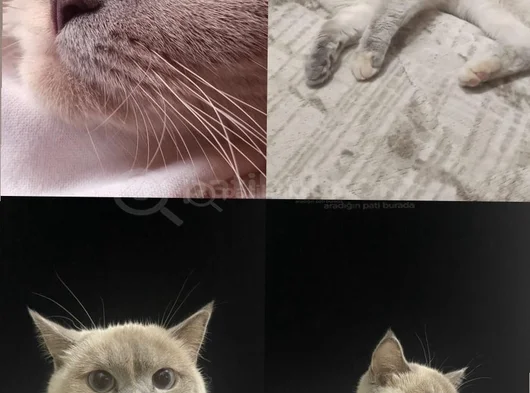 British Shorthair Blue Point görsel