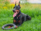 KİNG DOBERMAN YAVRULARIM