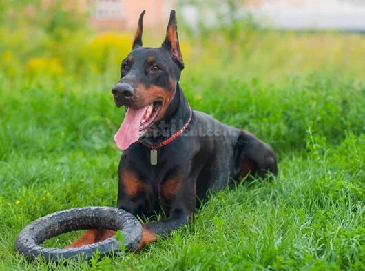 Ki̇ng Doberman Yavrularim