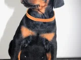 Ki̇ng Doberman Yavrularim