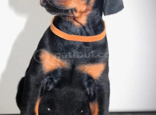 Ki̇ng Doberman Yavrularim görsel