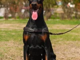 Ki̇ng Doberman Yavrularim