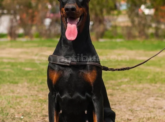 Ki̇ng Doberman Yavrularim görsel