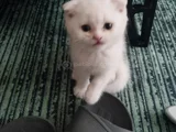 Minigimiz Yeni Yuvasini Arıyor