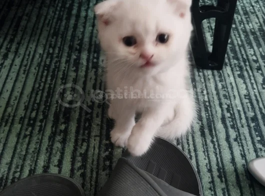 Minigimiz Yeni Yuvasini Arıyor görsel