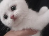 Minigimiz Yeni Yuvasini Arıyor