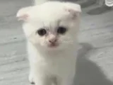 Minigimiz Yeni Yuvasini Arıyor
