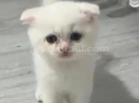 Minigimiz Yeni Yuvasini Arıyor görsel