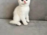 Minigimiz Yeni Yuvasini Arıyor