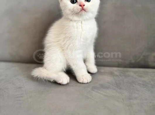 Minigimiz Yeni Yuvasini Arıyor görsel