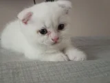 Minigimiz yeni yuvasini arıyor