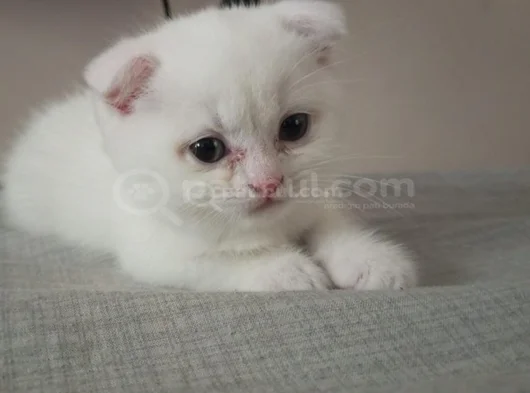 Minigimiz Yeni Yuvasini Arıyor