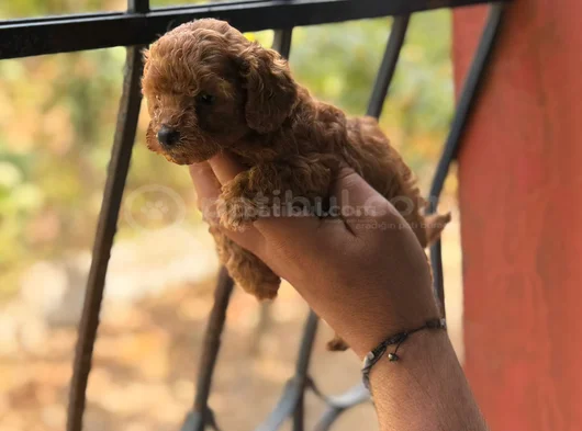 Ev Ortamında Büyüyen Bebeklerimiz görsel
