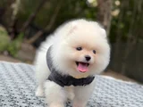 VET TEKNİKERDEN SHOW CLASS POMERANİAN BOO AYICIK YAVRULARI