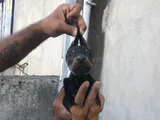 King Doberman Yavrular