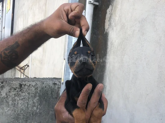 King Doberman Yavrular görsel