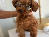 Orji̇nal Sağlik Garanti̇li̇ Toy Poodle