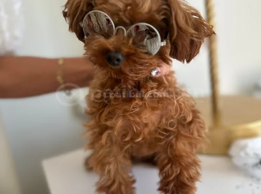 Orji̇nal Sağlik Garanti̇li̇ Toy Poodle görsel