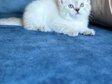 Anne Yanından British Shorthair Yavrularımız Ziyarete Açık