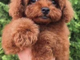 Orji̇nal Sağlik Garanti̇li̇ Toy Poodle