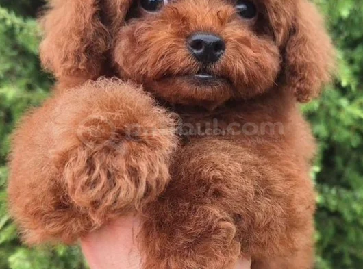 Orji̇nal Sağlik Garanti̇li̇ Toy Poodle görsel