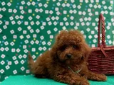 Orji̇nal Sağlik Garanti̇li̇ Toy Poodle