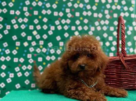 Orji̇nal Sağlik Garanti̇li̇ Toy Poodle görsel
