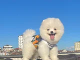 ORJİNAL POMERANİAN BOO SAĞLIKLI