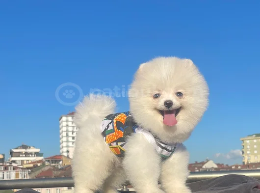 Orji̇nal Pomerani̇an Boo Sağlikli
