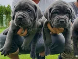 Canecorsa Safkan Bebekler