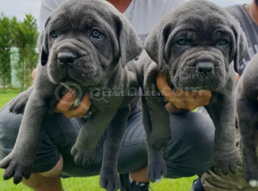 Canecorsa Safkan Bebekler görsel