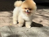 Boo Surat Garantili Orjina Pomeranian
