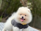 Vet Tekni̇kerden Show Class Pomerani̇an Boo Ayicik Yavrulari
